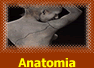 Pranchas de anatomia